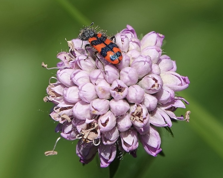 soldier beetle